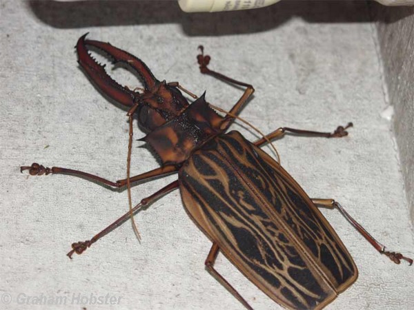 Woodcutter-beetle-2.jpg