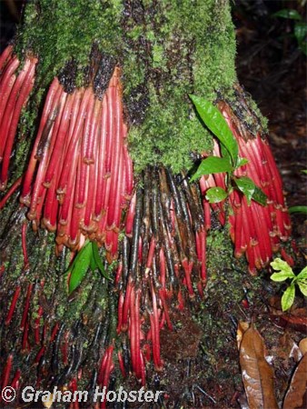 aerial-roots.jpg