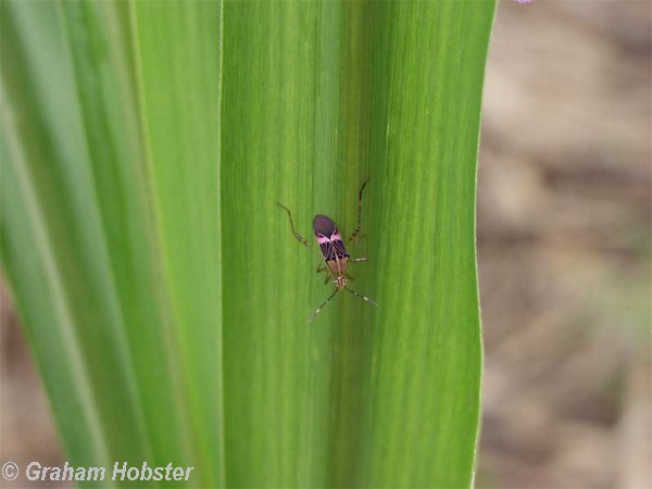 bug-on-pineapple-leaf.jpg