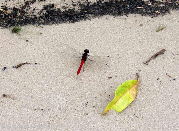 dragonfly-2.jpg