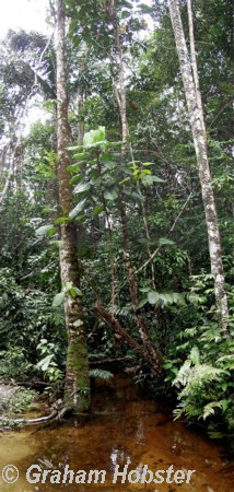 forest-2.jpg