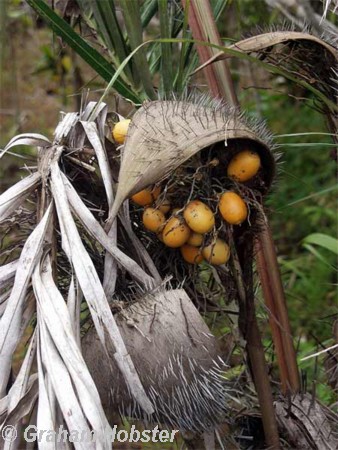 fruits-of-the-forest.jpg