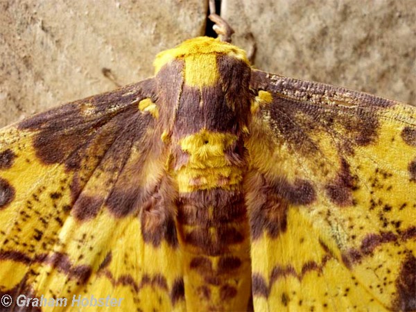 moth-4.jpg