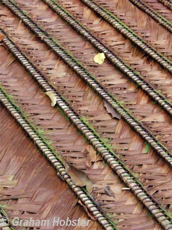 palm-fronds.jpg