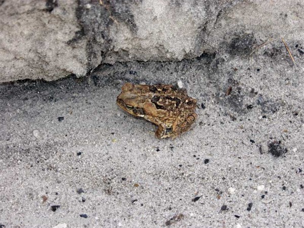 toad.jpg