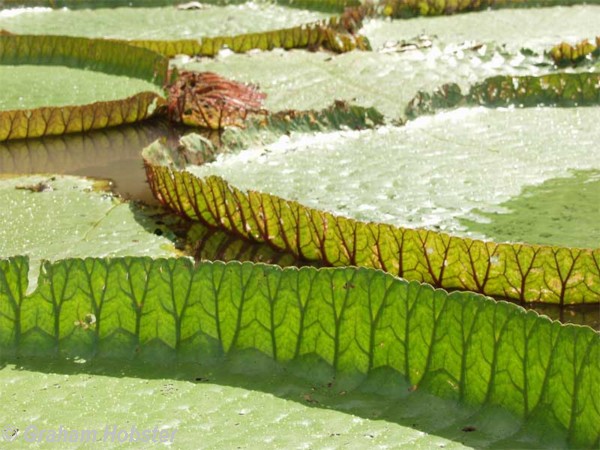water-lilies-3.jpg