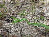 Green-Viper.jpg