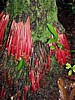 aerial-roots.jpg