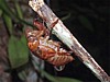 beetle-2.jpg