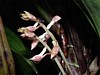 orchid-3.jpg