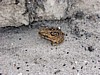 toad.jpg