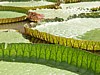 water-lilies-3.jpg