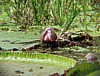 water-lilies-4.jpg