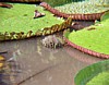 water-lilies-5.jpg
