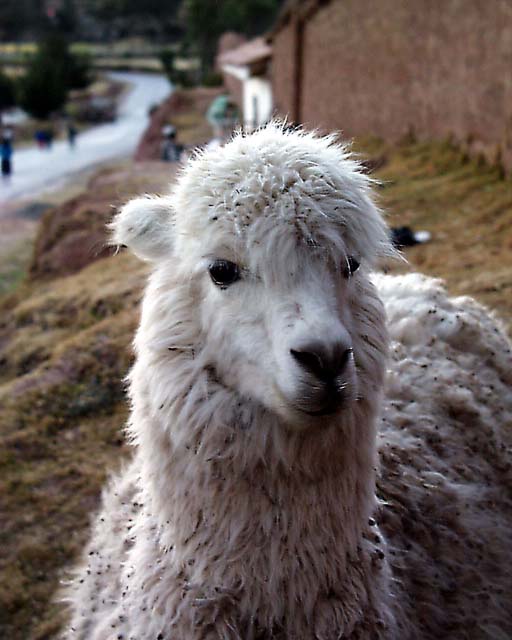 saqsaywaman21