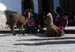 cusco39