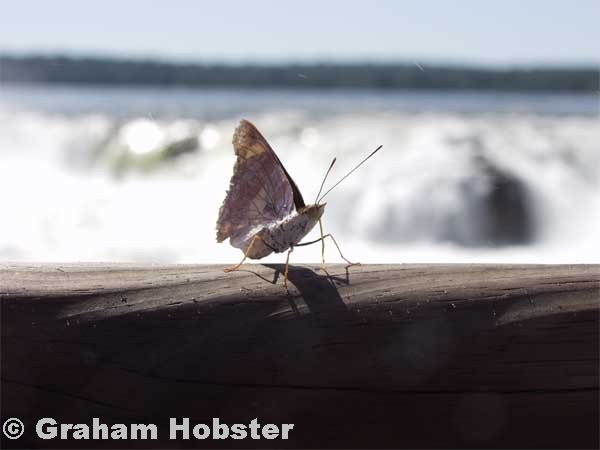 butterfly-at-falls