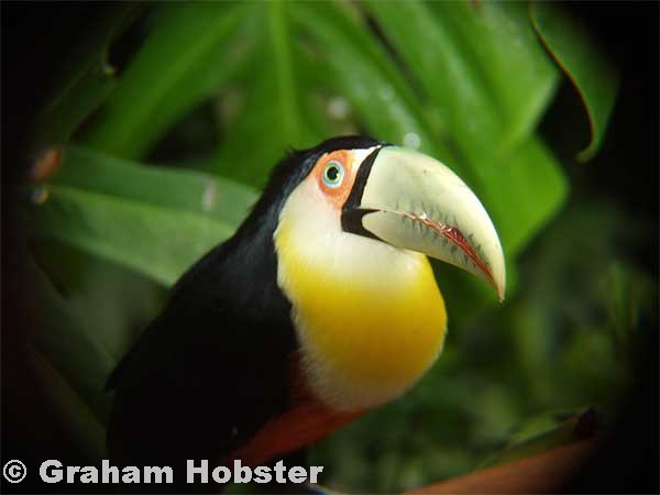 toucan