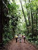 forest-walk.jpg