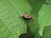 weevil.jpg
